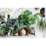 Combined Indoor Plants