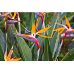 Flowering Indoor Plants