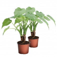 Alocasia Cucullata op stam Alocasia Cucullata op stam