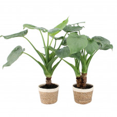 Alocasia Cucullata op stam in Noah Korb Alocasia Cucullata op stam in Noah Korb