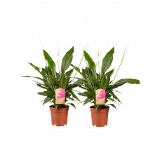 2 stuks Lepelplant Spathiphyllum Vivaldi 2 stuks Lepelplant Spathiphyllum Vivaldi