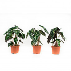 Alocasia Polly Alocasia Polly