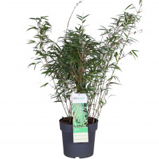 ‘Fargesia Rufa’ (Bamboe) ‘Fargesia Rufa’ (Bamboe)