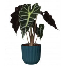 Alocasia Polly in ELHO Vibes Fold sierpot (diepblauw) Alocasia Polly in ELHO Vibes Fold sierpot (diepblauw)