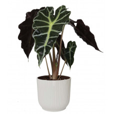 Alocasia Polly in ELHO Vibes Fold sierpot (zijdewit) Alocasia Polly in ELHO Vibes Fold sierpot (zijdewit)
