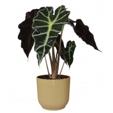 Alocasia Polly in ELHO Vibes Fold sierpot (botergeel) Alocasia Polly in ELHO Vibes Fold sierpot (botergeel)