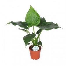 Alocasia Cucullata Alocasia Cucullata