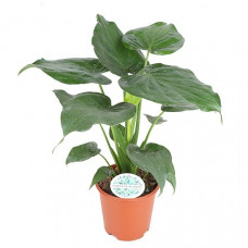 Alocasia Cucullata Alocasia Cucullata