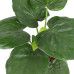 Alocasia Cucullata Alocasia Cucullata