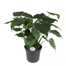 Alocasia Cucullata Alocasia Cucullata