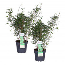 Duo ‘Fargesia Rufa’ (Bamboe) Duo ‘Fargesia Rufa’ (Bamboe)