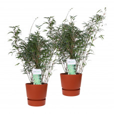 Duo ‘Fargesia Rufa’ (Bamboe) in ELHO outdoor sierpot Greenville (brique) Duo ‘Fargesia Rufa’ (Bamboe) in ELHO outdoor sierpot Greenville (brique)