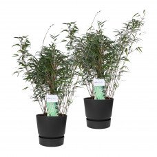 Duo ‘Fargesia Rufa’ (Bamboe) in ELHO outdoor sierpot Greenville (zwart) Duo ‘Fargesia Rufa’ (Bamboe) in ELHO outdoor sierpot Greenville (zwart)