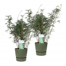 Duo ‘Fargesia Rufa’ (Bamboe) in ELHO outdoor sierpot Greenville (groen) Duo ‘Fargesia Rufa’ (Bamboe) in ELHO outdoor sierpot Greenville (groen)