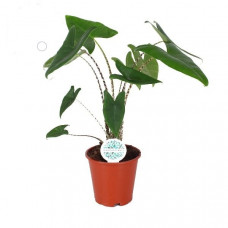 Alocasia Zebrina Alocasia Zebrina