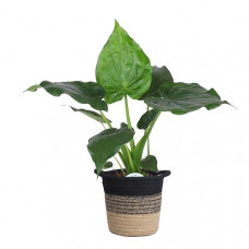 Alocasia Cucullata in plantenmand Sumatra Alocasia Cucullata in plantenmand Sumatra